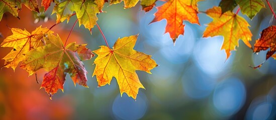 Wall Mural - Maple leaves in a vibrant fall display with copy space image