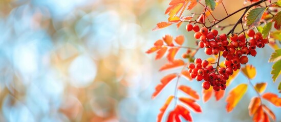Poster - High quality photo of rowan branches with red berries against a blurry blue sky backdrop creating an autumn themed banner with leaves offering ample copy space image