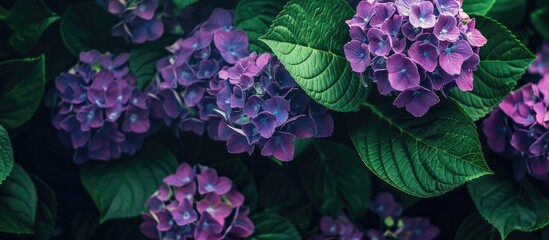 Sticker - Purple hydrangea flowers against a backdrop of green leaves in a panoramic picture with room for text. Creative banner. Copyspace image