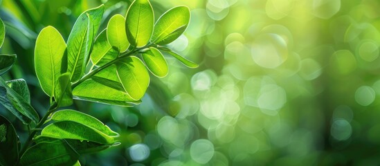 Aufkleber - Zamioculcas youthful leaves set against a blurred green backdrop create a striking copy space image