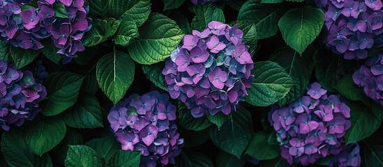 Poster - Lush green foliage surrounds vibrant purple hydrangeas in full bloom set against a serene backdrop with ample copy space for images