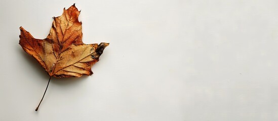 Aufkleber - A single dried leaf set against a white backdrop with space for additional image elements