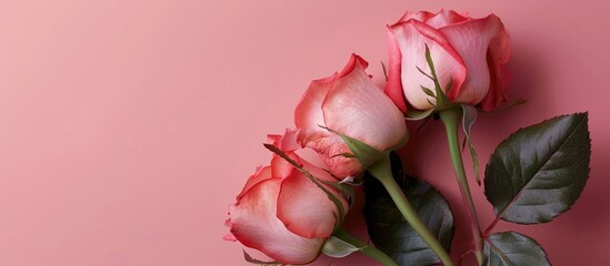 Aufkleber - Romantic concept featuring lovely rose buds on a soft pink background perfect for Valentine s Day with copy space image