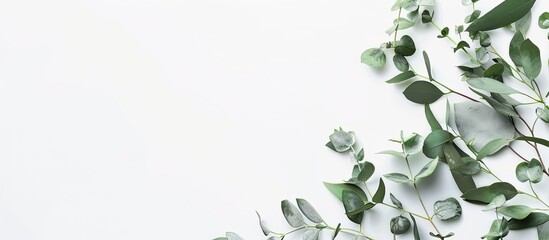 Poster - Green Eucalyptus leaves and branches in a corner frame a white background in a feminine styled stock flat lay copy space image