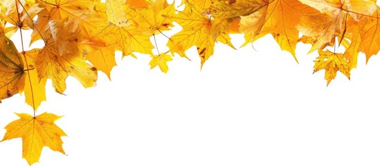 Aufkleber - A fall themed border featuring yellow maple leaves against a white backdrop with an empty area for additional content known as copy space image
