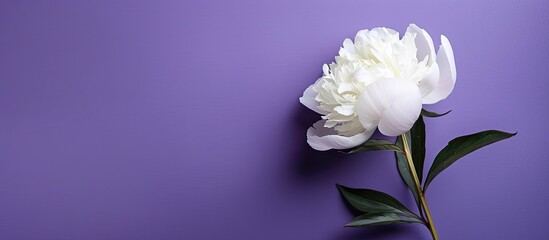 Poster - Floral wallpaper featuring a white peony set against a purple backdrop with ample copy space image