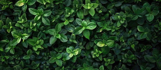 Sticker - Overhead view of lush dark green foliage on a nature themed background suitable for adding text or images. Creative banner. Copyspace image