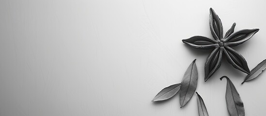 Poster - Monochrome star anise in a stylish way against a blank background for a copy space image