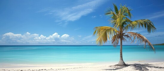 Poster - A palm tree on a pristine beach with azure waters creating a serene scene with copy space image