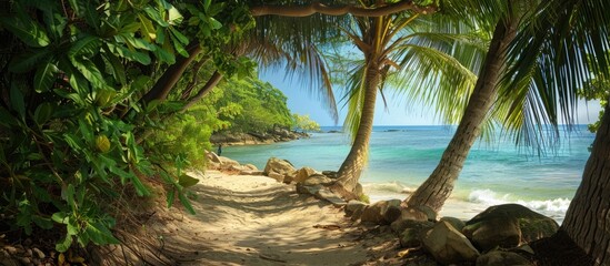 Poster - A path leading to the beach lined with coconut trees rocks and trees perfect for a copy space image