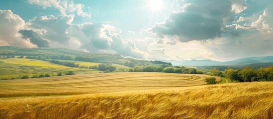 Poster - Scenic hilly landscapes with wheat fields adding color to the countryside ideal for a copy space image