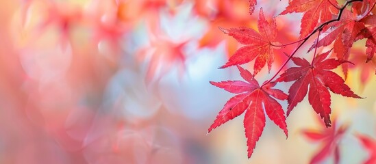 Poster - Nature background featuring red maple leaves in autumn on a blurred background with copy space image