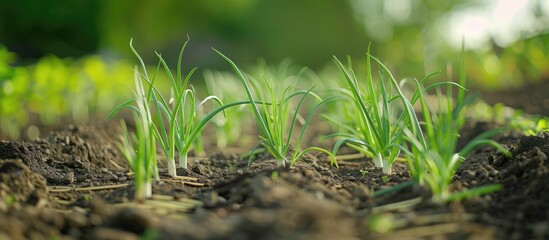 Poster - fresh green onions growing in neat rows in a rural vegetable garden setting showing plant care and h