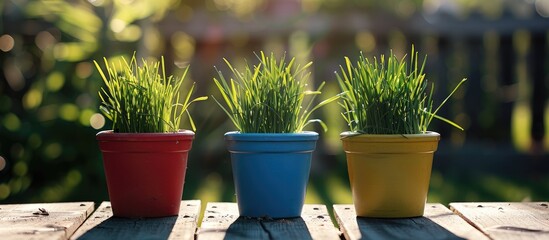 Poster - Outdoor shot of wheatgrass in color garden pots against a sunny day backdrop with a natural background providing ample copy space image