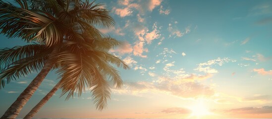 Wall Mural - Palm trees set against a backdrop of a stunning sky and sun with space for text or images. Copy space image. Place for adding text and design