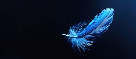 Poster - Feather falling gracefully in blue against a black background with copy space image