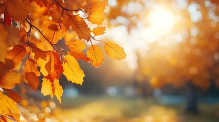 Poster - Beautiful orange and yellow autumn leaves against a blurry park in sunlight with beautiful bokeh Natural autumn background : Generative AI