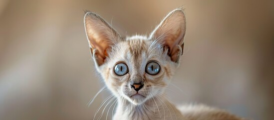 Poster - Adorable Oriental breed kitten featuring large ears on a copy space image