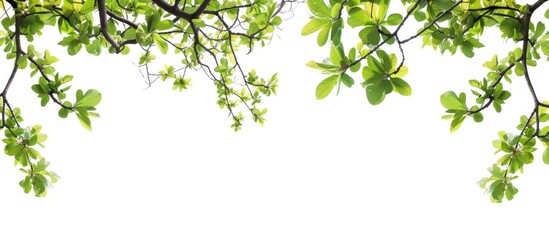 Poster - Tree branches with green leaves creating a border on a white background suitable for a copy space image