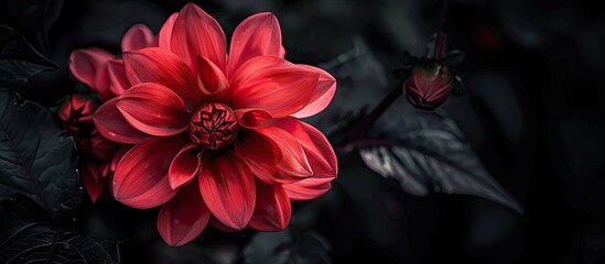 Aufkleber - Stunning red flower against black copy space image