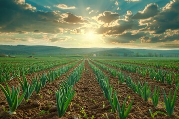 A field of green onions. Green onions in garden. The onion in the soil is illuminated by the sun. Vegetables.