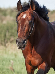 Wall Mural - portrait of beautiful running  bay sportive stallion in summer field. close up