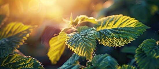 Aufkleber - Raspberry leaves up close in the garden during sunset with shallow depth of field for a natural feel Copy space image