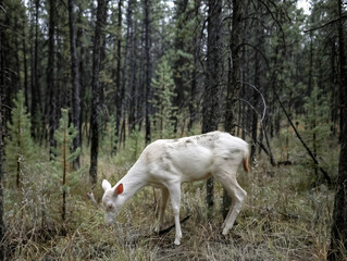 A white deer is grazing in a forest. Scene is peaceful and serene, as the deer is surrounded by trees and he is enjoying its natural habitat