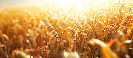 Poster - corn cobs in a field with plenty of space for text or logos perfect for marketing purposes copy spac