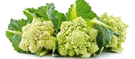 Poster - Isolated on a white background a Romanesco Broccoli or cauliflower creates an engaging copy space image