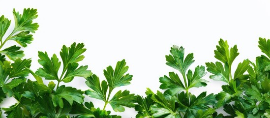 Poster - Parsley leaves in vibrant green shade with copy space image against a white background
