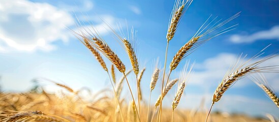 Poster - close up shot of golden rye in an agricultural field contrasted against a blue sky with a blurred ba