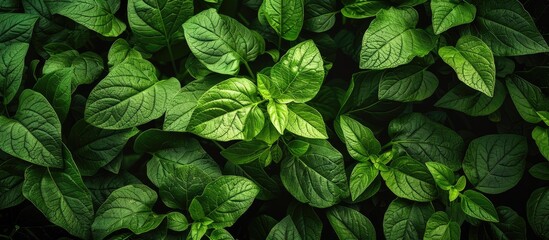 Poster - fresh vibrant leaves of young potatoes with a lush green color perfect for food or gardening ads wit