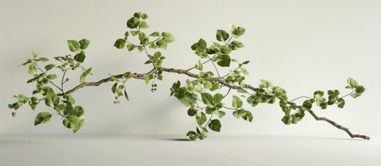Poster - A buckwheat plant set against a blank white canvas leaving room for additional images