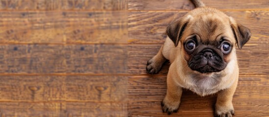 Poster - A cute baby pug dog with a small size is seen in the image with space for text. . image with copy space