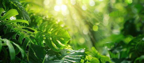 Aufkleber - Large green leaves with perforations in the untouched wilderness provide a tranquil copy space image