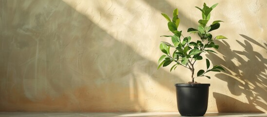 Poster - Young Fortunella margarita Citrus reticulata indoor plants in a black pot against a bright backdrop with room for a copy space image