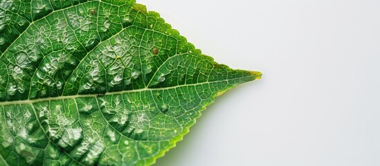 Poster - Fresh green leaf with insect bite marks creating a natural pattern on a copy space image