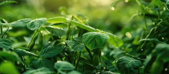 Poster - Lush Edamame plants thrive in the kitchen garden during the rainy season providing high vitamins and health benefits ideal for a copy space image