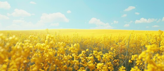 Poster - Rural landscape featuring a bright yellow rapeseed field perfect for a copy space image