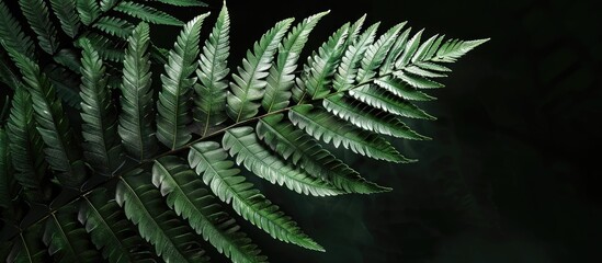 Poster - Long leaf bones support dark green leaves ideal for a copy space image