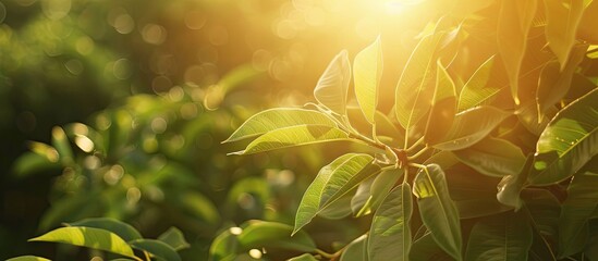 Poster - Bangladeshi mango plant in a lush mango tree garden with copy space image
