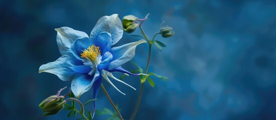 Aufkleber - Blue Columbine wildflower captured in a garden setting available as a copy space image