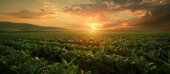 Poster - sunset over a ranch field with growing soybean plants creating a serene and colorful backdrop suitab