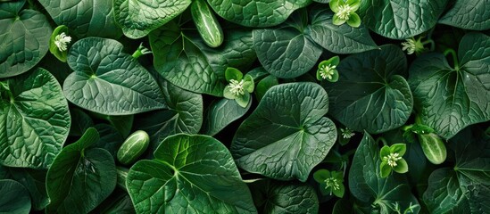 Poster - Cucumber plant with vibrant green leaves blooming flowers and copy space image