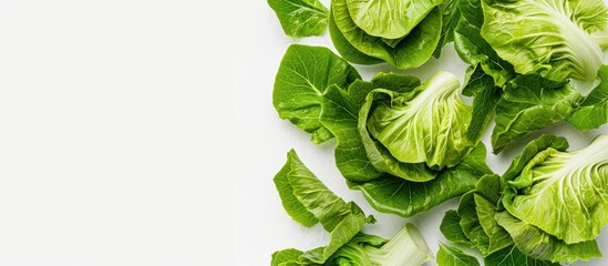 Poster - White background with a copy space image featuring isolated cabbage