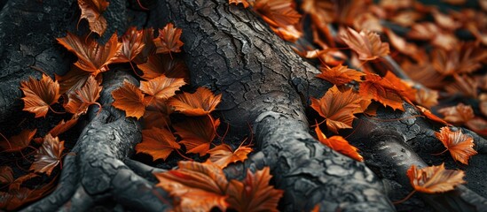 Poster - Autumn leaves resting on a tree root creating a serene copy space image