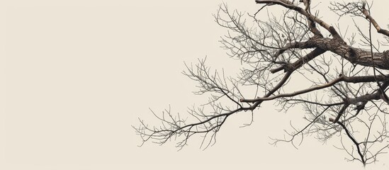 Poster - Background texture featuring a composition of tree branches with copy space image