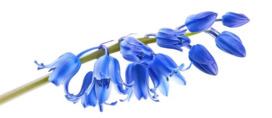 Poster - Small bell shaped dark blue flowers on an herbaceous plant ideal for gardens against a white background in a copy space image