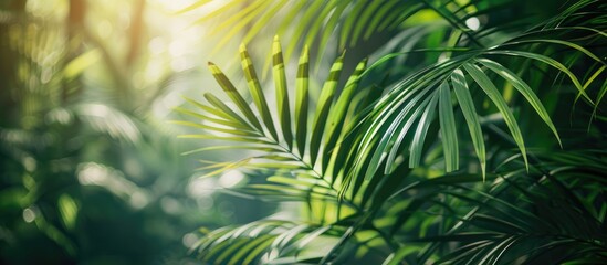 Poster - Natural background of a green palm leaf in a plant filled landscape with copy space image